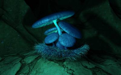 blue fungus