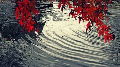Красные листья над водой