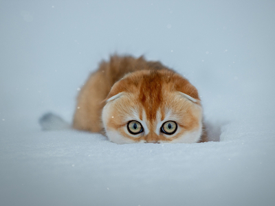 kitten snow