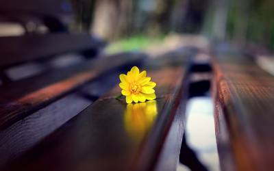 Цветок на скамейке