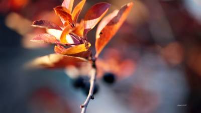 Autumn Blur