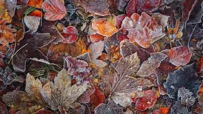 лес, макро, осень, листва, мороз
