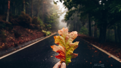 дорога, осень, рука, лес, лист, макро