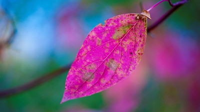 лист, краски, ветка, осень, природа