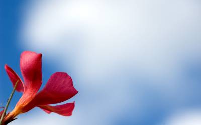 Красный цветок на голубом фоне