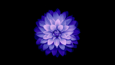 цветок, лепестки, IOS 8, Blue, фон