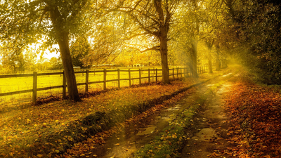 листья, осень, деревья, дорога, желтые, забор