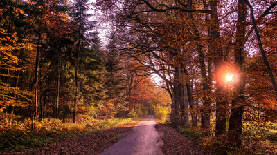 листья, лес, осень, деревья, дорога, солнце