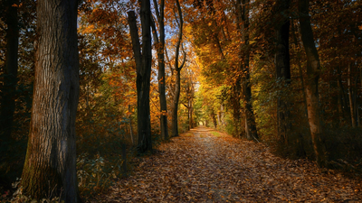 листья, лес, осень, деревья, дорога