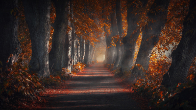 Осень, деревья, дорога