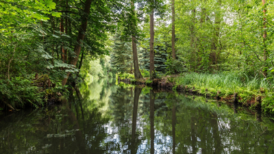 лес, Spreewald, речка, Германия
