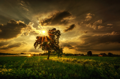 поле, лучи, тучи, солнце, дерево