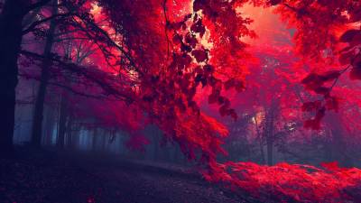 Blood Red Forest