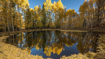 лес, осень, озеро