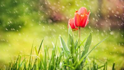 Тюльпаны и первый дождь