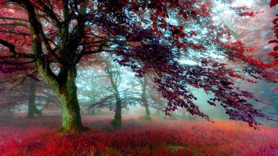 Red Effect Autumn Forest