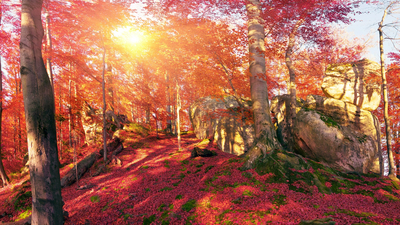 лес, осень, Украина, Закарпатье, листья, мох