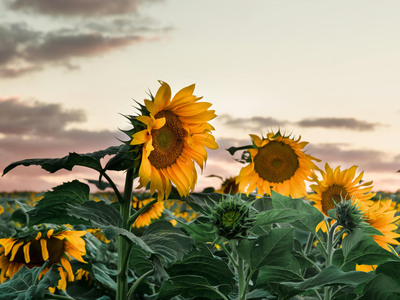 Подсолнухи