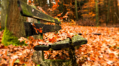 скамья, осень, листья