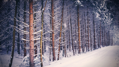 зима, лес, снег
