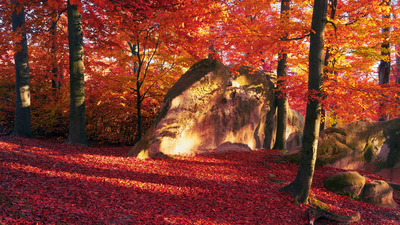 листья, лес, осень, деревья, краски