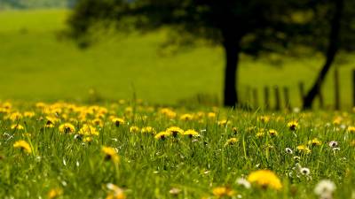 Nature Green Grass Dandelion