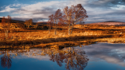 Rannoch Moor, Шотландия, Раннох-Мур, деревья