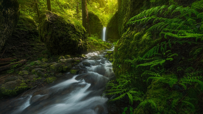 Oregon, лес, водопад, папоротник
