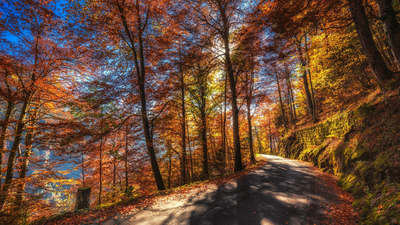 лес, осень, солнце, листья, мох, деревья, дорога