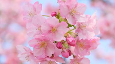 Цветы и бутоны вишни