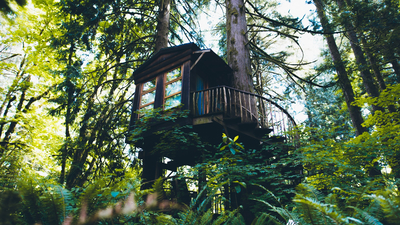 природа, лес, домик, деревья, Washington