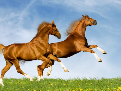 Horse gallop couple sky