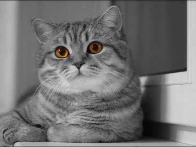 Шотландская прямоухая кошка