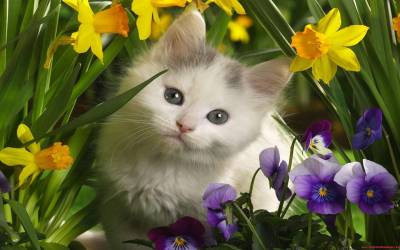 Кот в цветрах