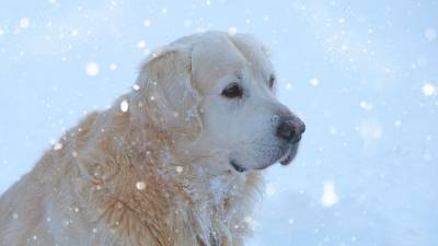 Собака и снежинки