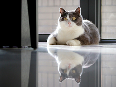 Кот