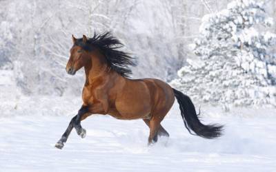 Конь на снегу