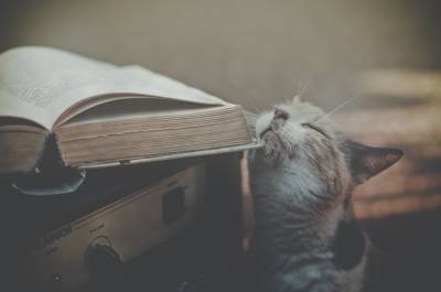 Кот ласкается об книжку