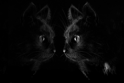 Кошка и отражение