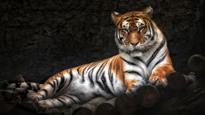 тигр, хищник, лежит