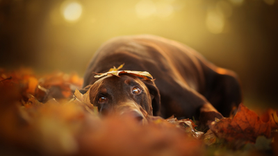 осень, взгляд, собака