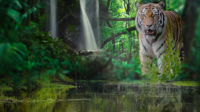 лес, дикая кошка, джунгли, водопад, вода, тигр
