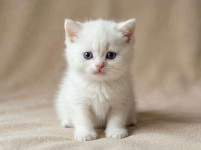 Котенок