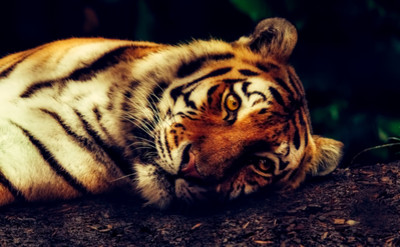 Тигр отдыхает