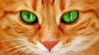 зелёные глаза, мордочка, взгляд, кошка