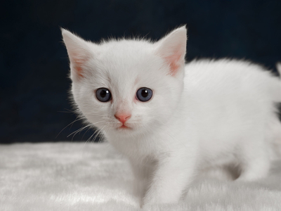 белый котёнок