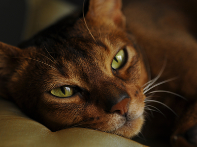 Кошка
