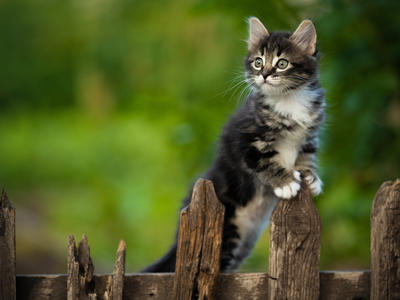 Котенок