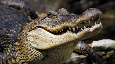 зубы, крокодил, рептилия