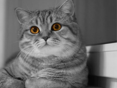 Шотландская прямоухая кошка